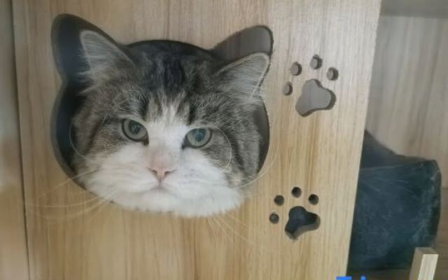 Pu Mao Harajuku (South Gate of Dali Ancient Town)