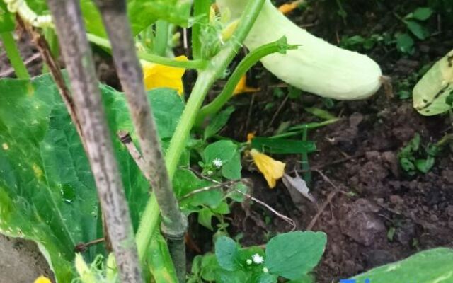 Zhexi Tianchi Xishui Homestay