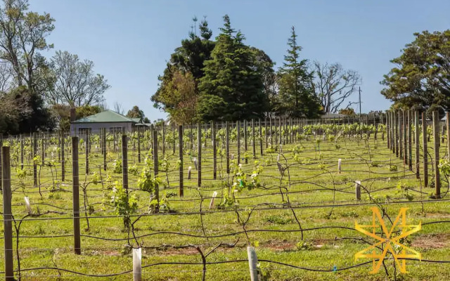 Mason Wines