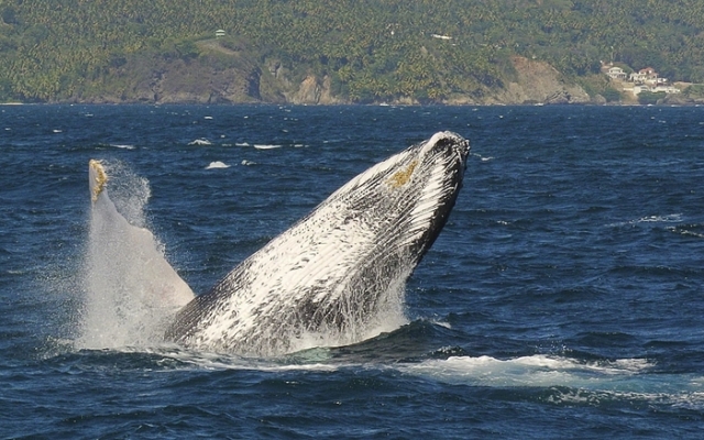 Las Ballenas Escondidas