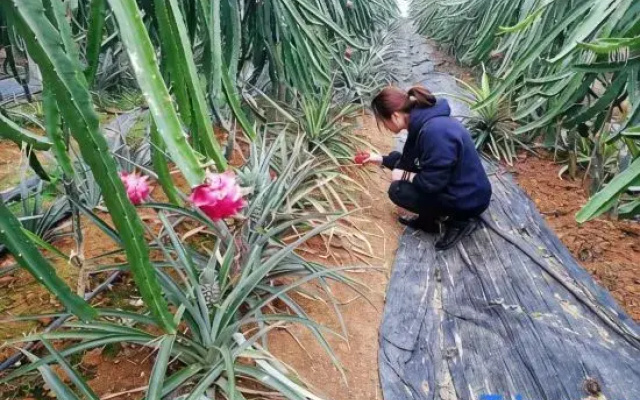 Sweetome Vacation Rentals (Wencheng Tianding Lake)
