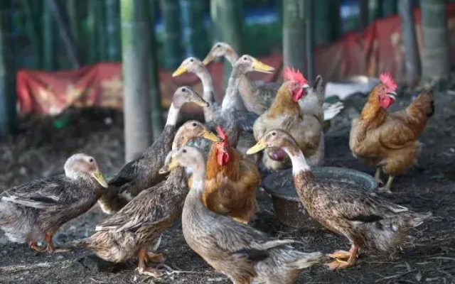 Manzhu. Youtingju (OMG Heartbeat Paradise Yaolin Wonderland Store)