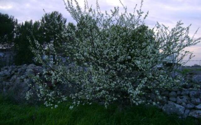 Masseria Cassiere B&B