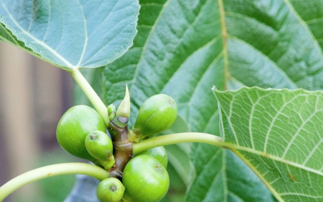 Fabulous Luxury Villa With Spacious Garden in Nieuwpoort