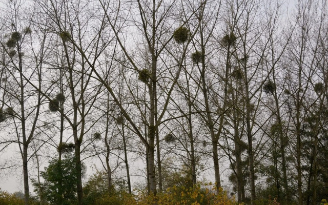 Vakantiewoning De Pluktuin