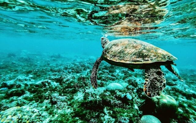 VIVA Beach & Spa MALDIVES