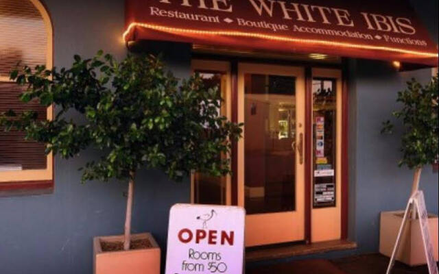 The White Ibis