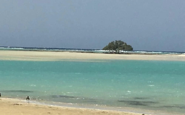 Shark paradise-Adults Only