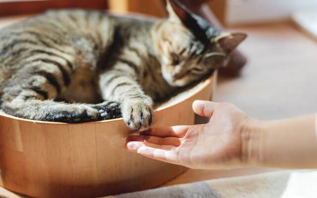 Cat Spa & Cat Ryokan Neco Republic Osaka