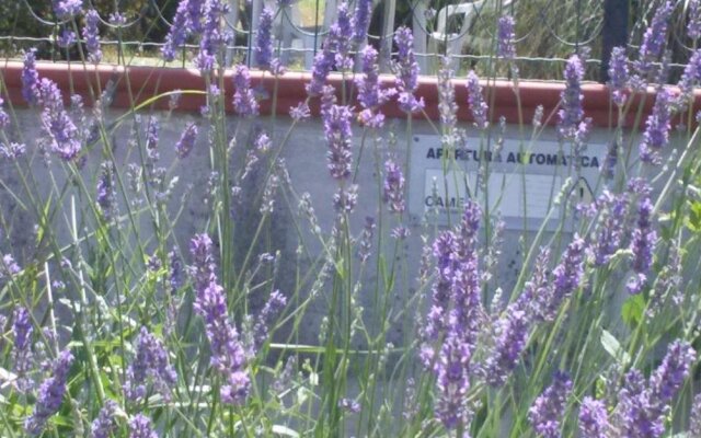 Amor di lavanda