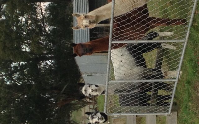 Gumtree Farmstay