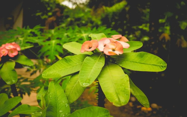 The Breeze Pinnawala Homestay