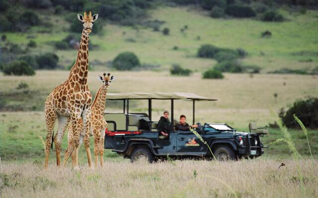 Safari Lodge - Amakhala Game Reserve