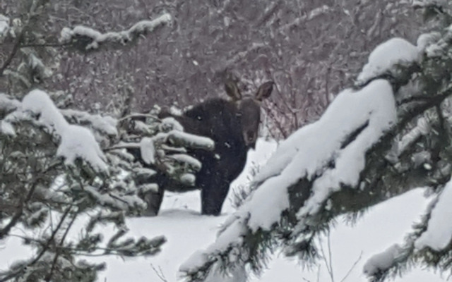 Woodhouse Cottages and Ranch