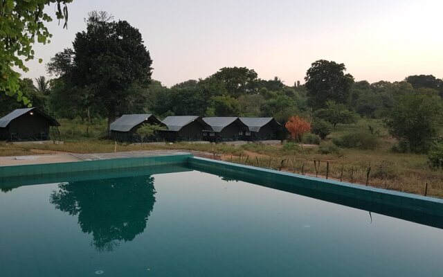 Wild Panthera Yala