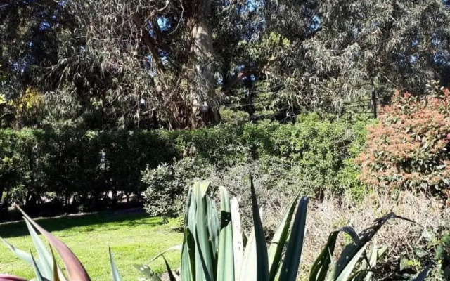 Bosque Peralta Ramos. Zorzales del Bosque