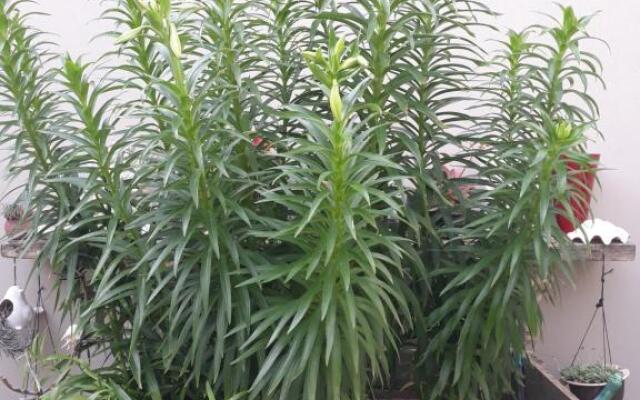 Whale Rock Guest House