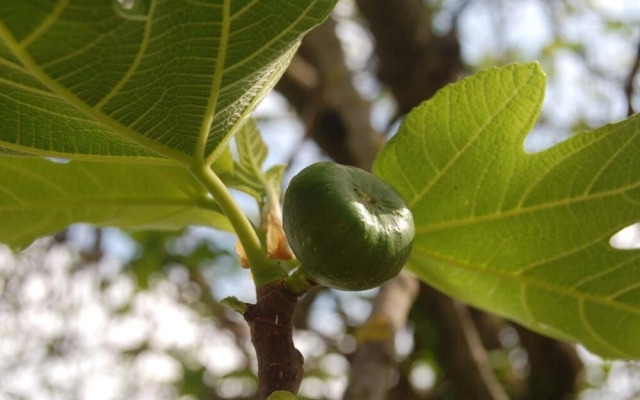Bio Agriturismo La Spiga D'Oro