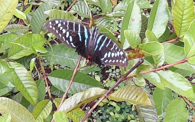 Gecko Nature Lodge & Swahili Divers