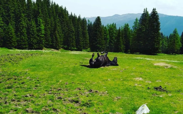 Lindbichlhof Urlaub am Bio Bauernhof