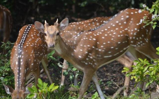 Nature Park Guest House