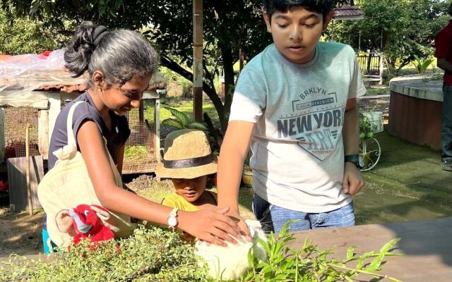 Mango Tree Farm