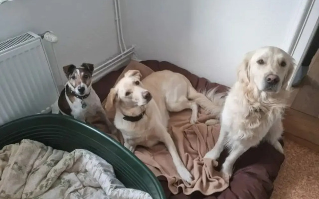 "ganseliesel" Comfortable Holiday Residence