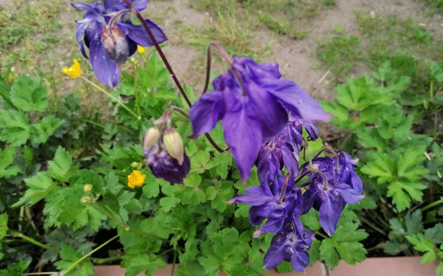 Pension Haus Anneliese