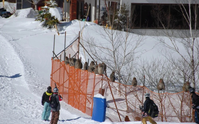 Aspen Shiga