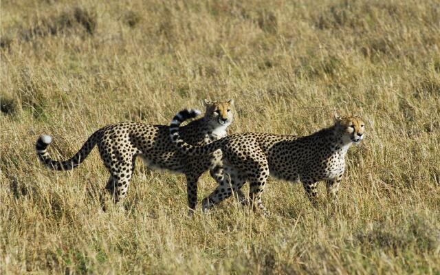 Big Cat Safari , 4 days / 3 nights , Fly-in safari in Kenya