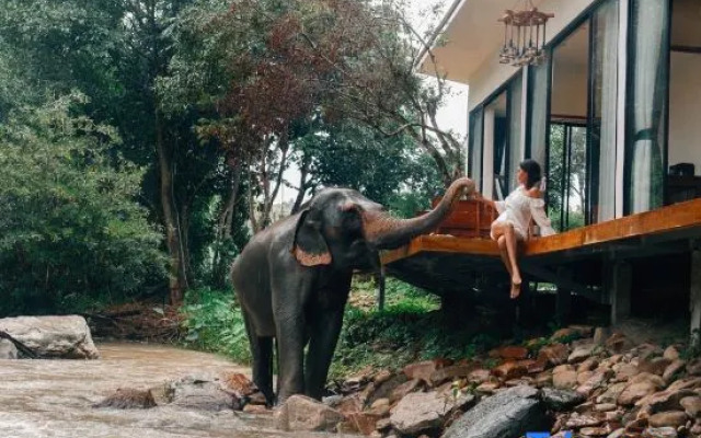 3 Pok Maewang jinxiang Gold elephant park