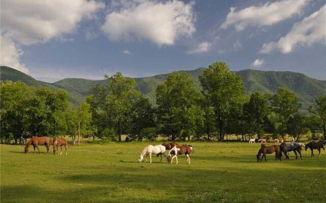 Smoky Mountain Splash