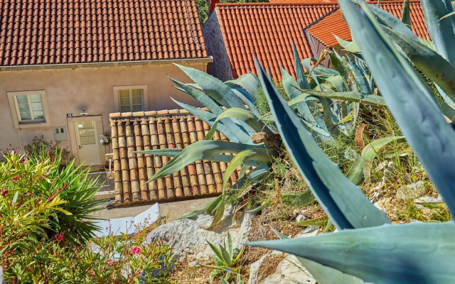 House Agave