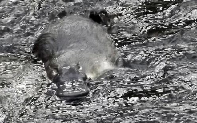 Platypus Playground Riverside