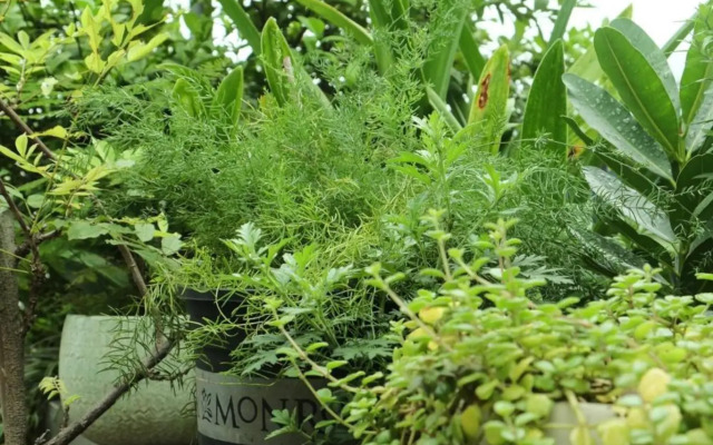 Auntie Lien's Homestay