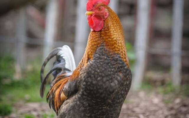 Nengshof - Haus Königskerze