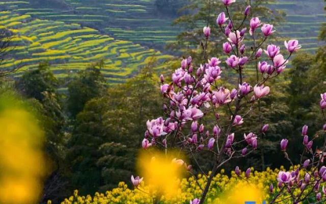 Wuyuan Alley to Homestay (Guling Scenic Area)