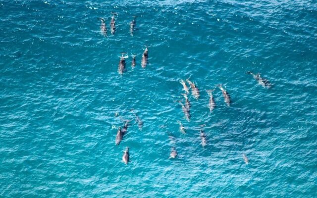 Aloha Byron Bay