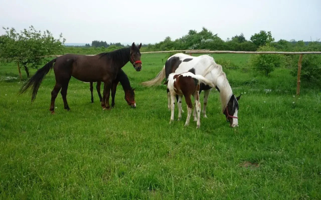 Agroturystyka Pod Rumakiem