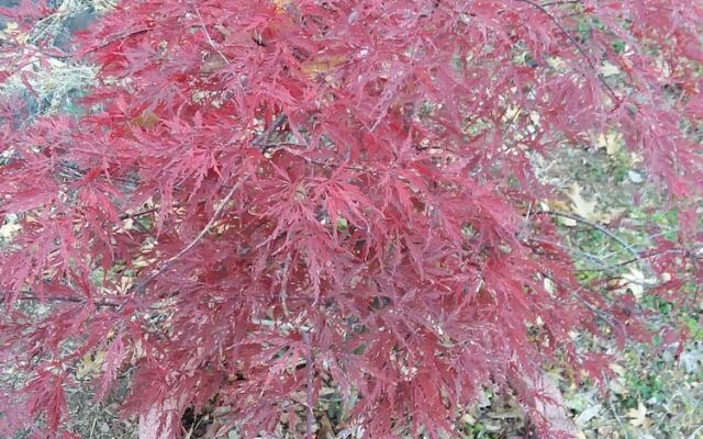 Yosemite Paradise Inn