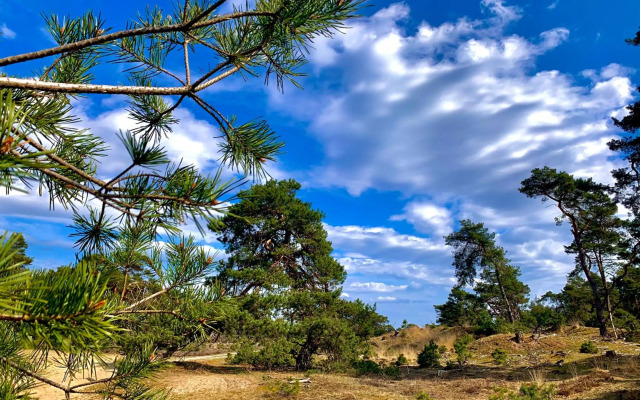 Wilde Moeflon, geniet van de vrije natuur!