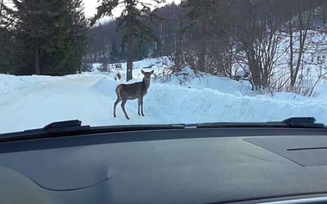 Zbójnicki Ostęp-Nocleg Trapera