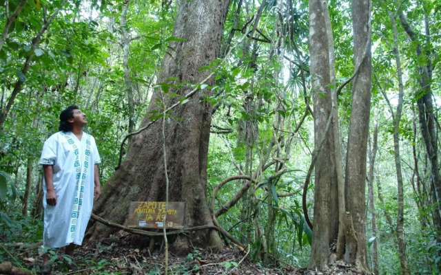 Tres Lagunas, Selva Lacandona