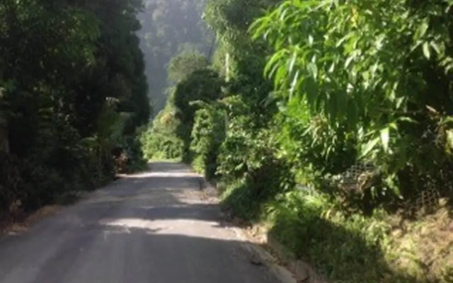 The Jungle Room
