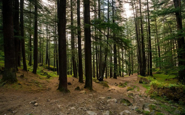 Offbeat Pulga by PACK