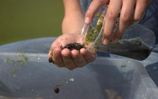 Stutteri Skandi Hest