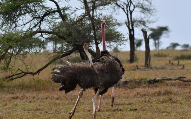 Serengeti Wild Camp