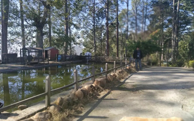 Deodar Homestay