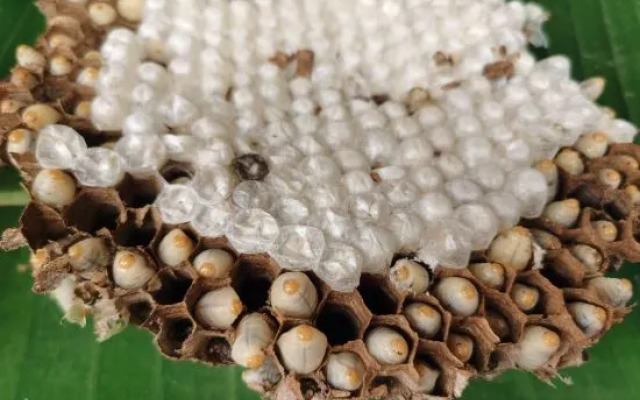 Phoenix Perches Reserve Villa