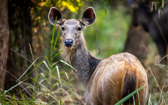 The Untamed Bandhavgarh by TUTC